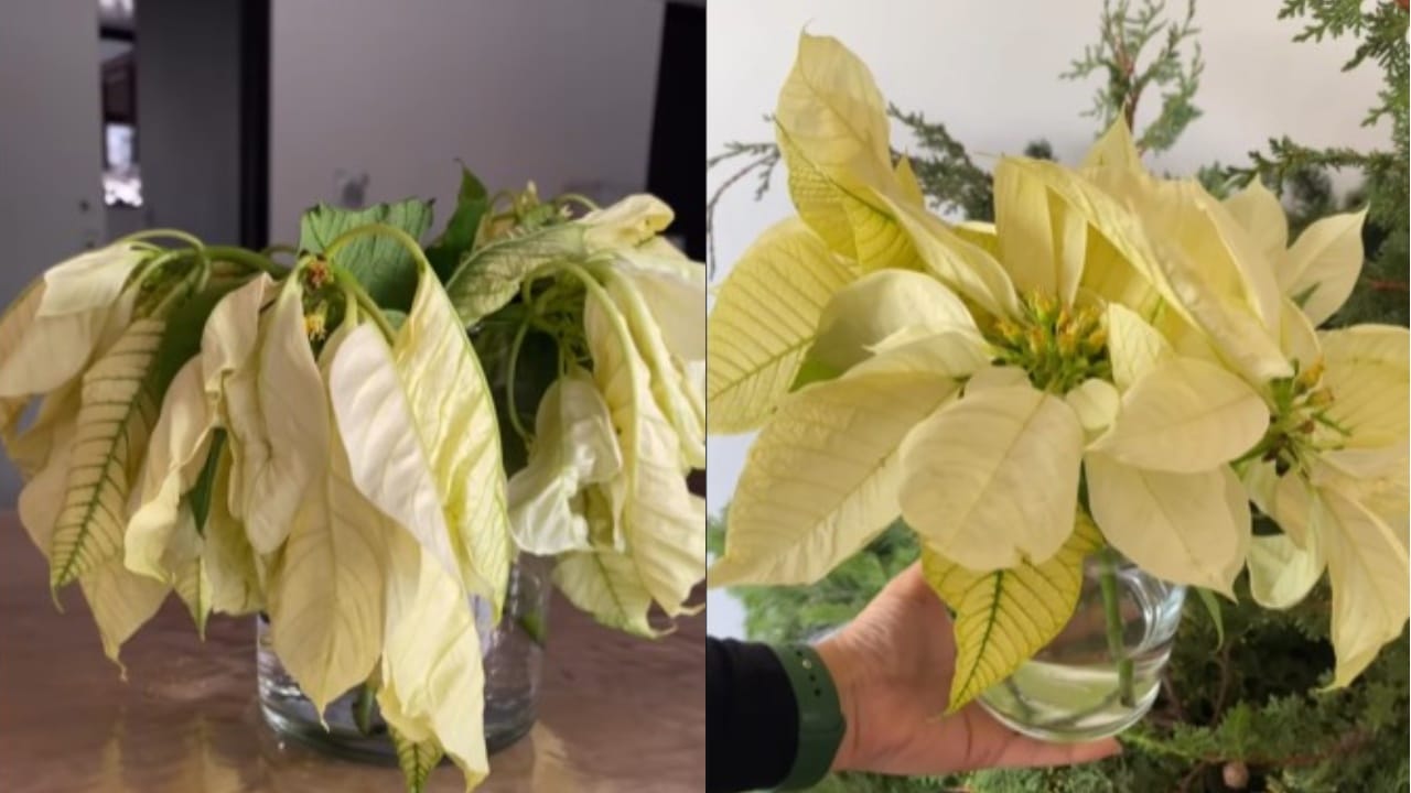 Hidratar nochebuenas