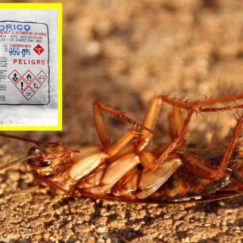 ácido bórico para eliminar cucarachas