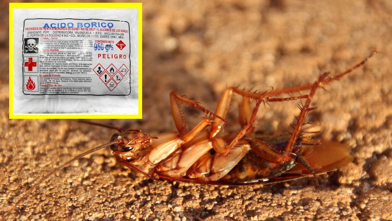 ácido bórico para eliminar cucarachas
