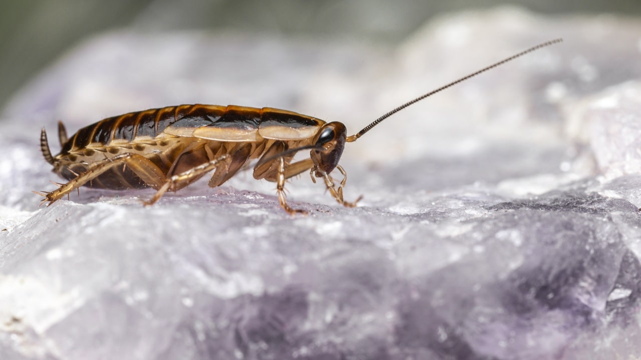 ahuyenta a la plaga de cucarachas