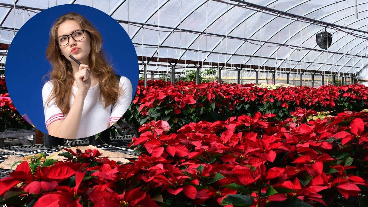 señales de que una nochebuena está enferma