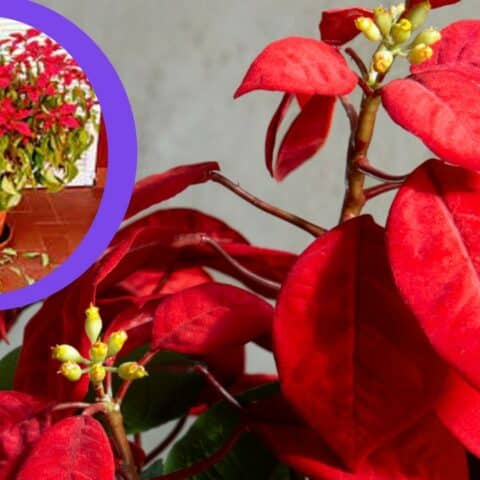 ¿Se le caen la hojas a tu Nochebuena? 3 errores que estás cometiendo