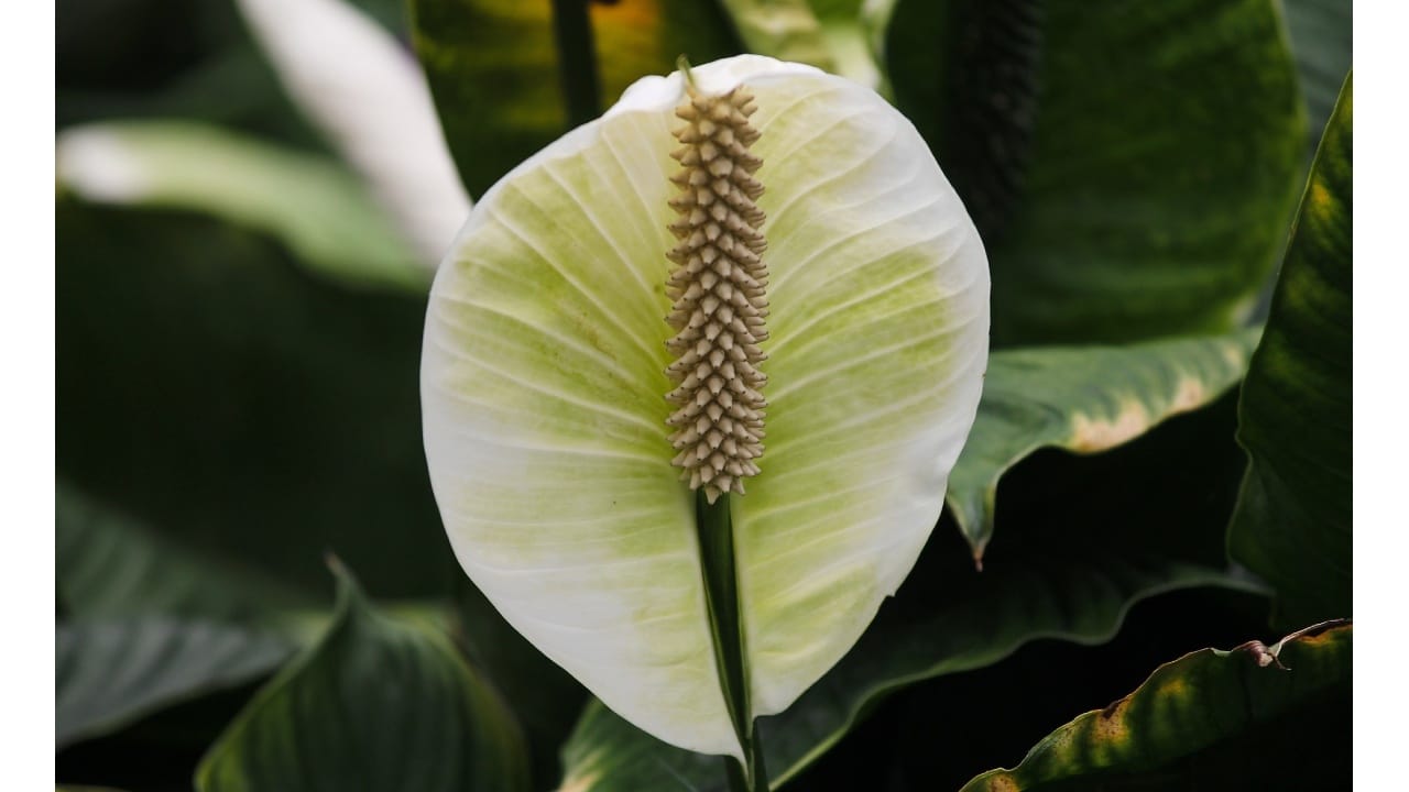 Pastillas para florecer plantas