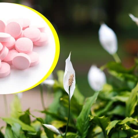 Pastillas para florecer plantas