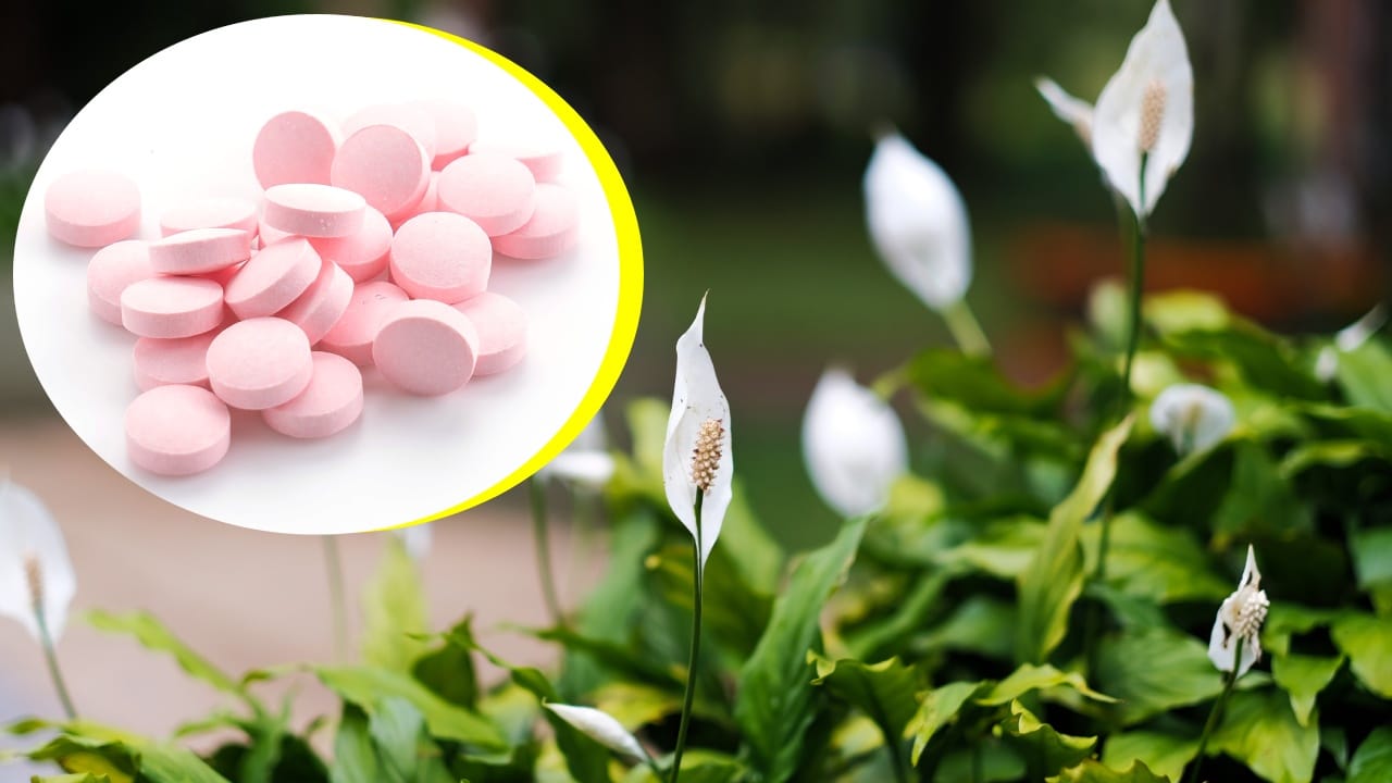 Pastillas para florecer plantas