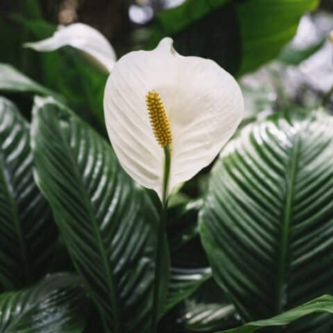 Plantas que eliminan el moho