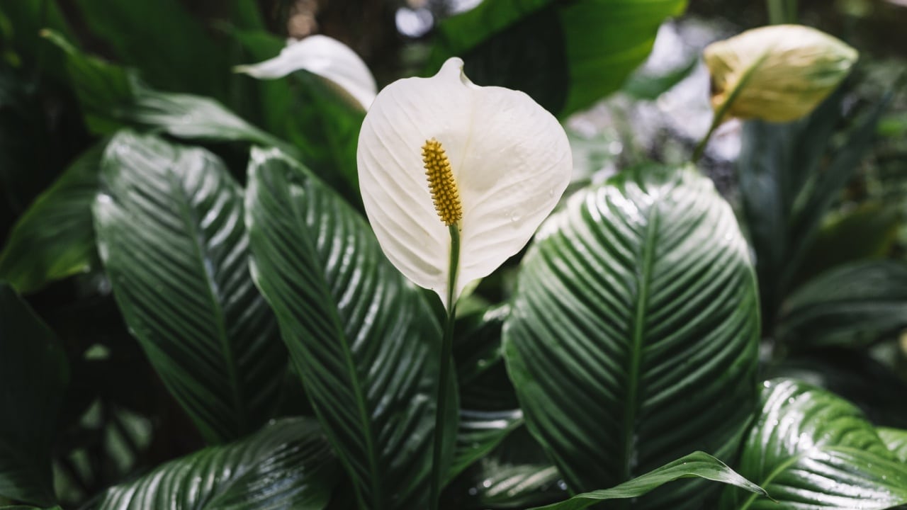 Plantas que eliminan el moho