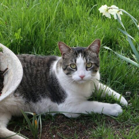 Trucos para que tu gato no entre en tu jardín