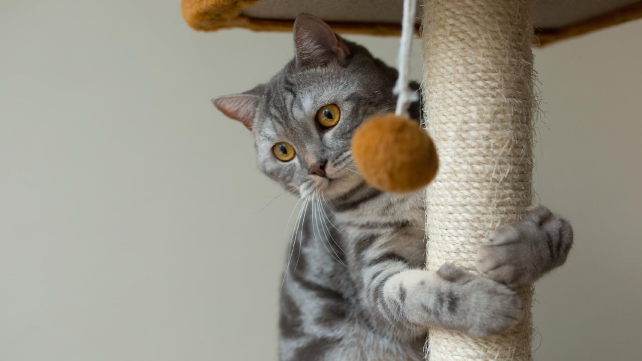 tu gato ya no rasque el sillón de la sala