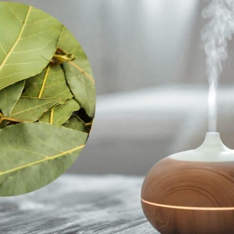 3 formas sencillas de aromatizar tu hogar con laurel, ¡olerá delicioso!