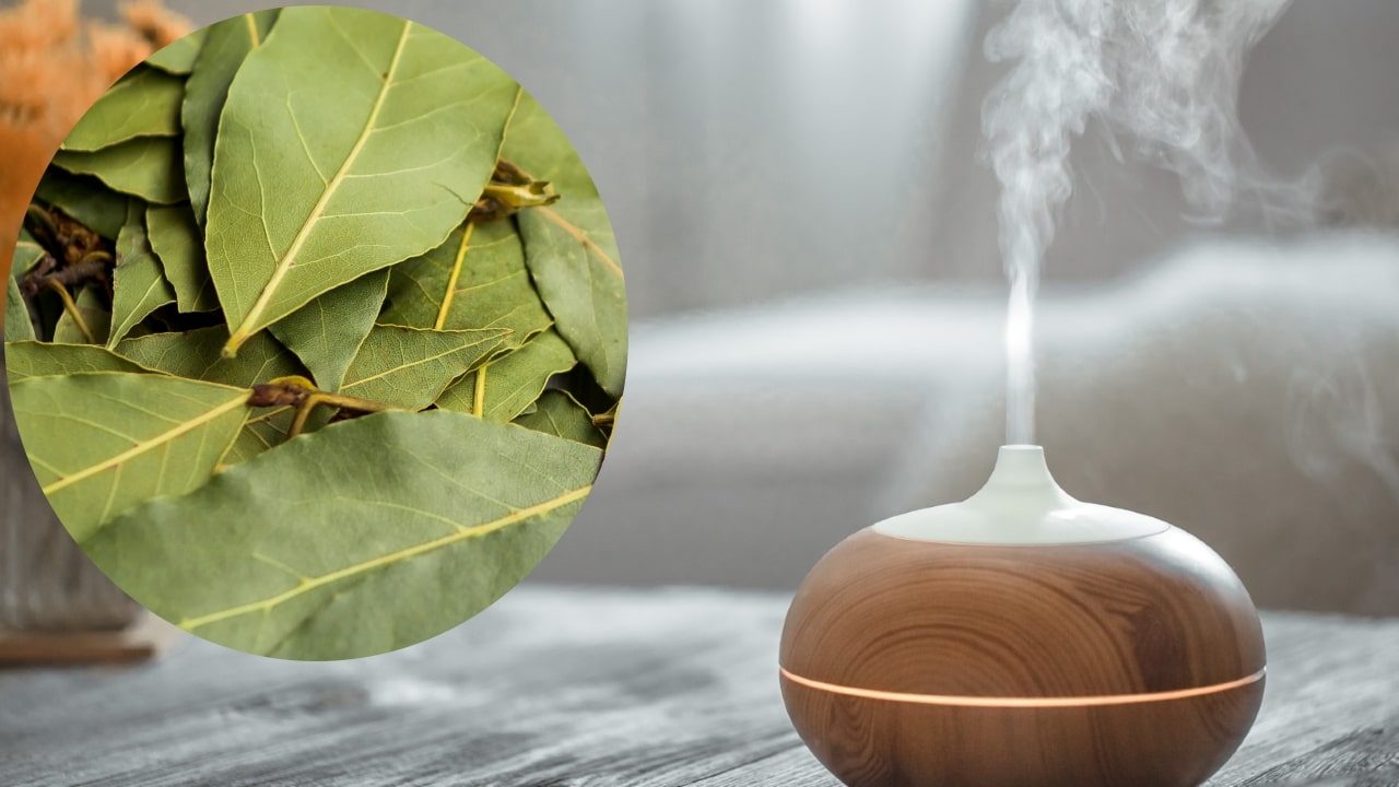 3 formas sencillas de aromatizar tu hogar con laurel, ¡olerá delicioso!
