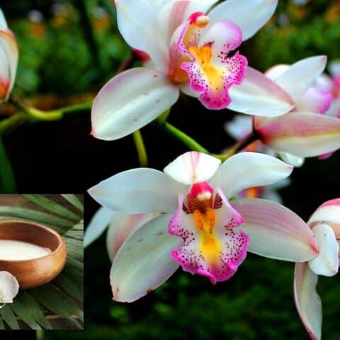 Abono de leche de coco