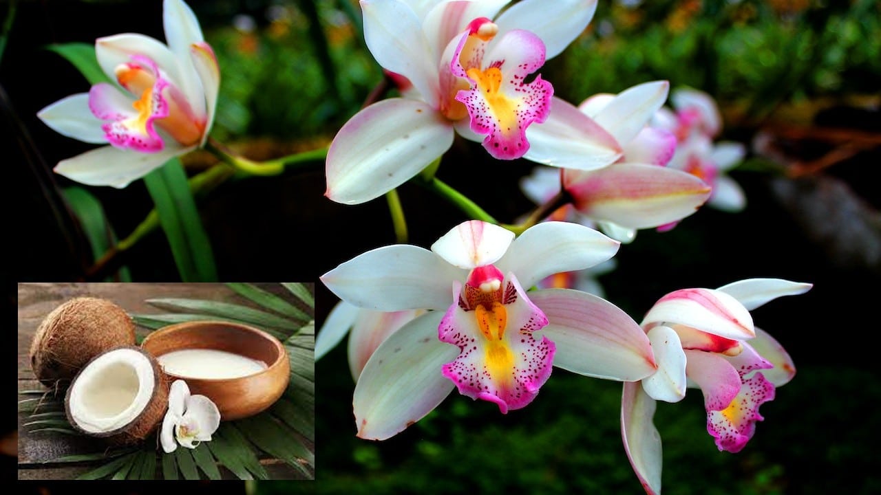 Abono de leche de coco