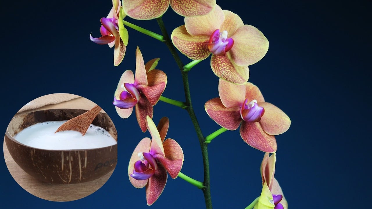 tener una orquídea sana