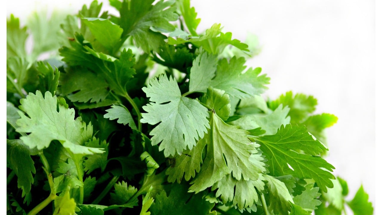 Personas que no deberían consumir cilantro