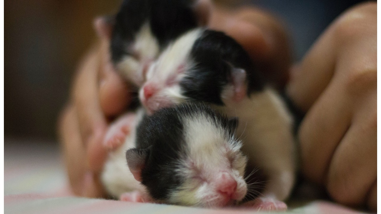 Cómo alimentar a un gato bebé para que sobreviva