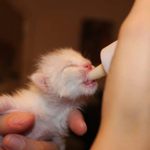 Cómo alimentar a un gato bebé