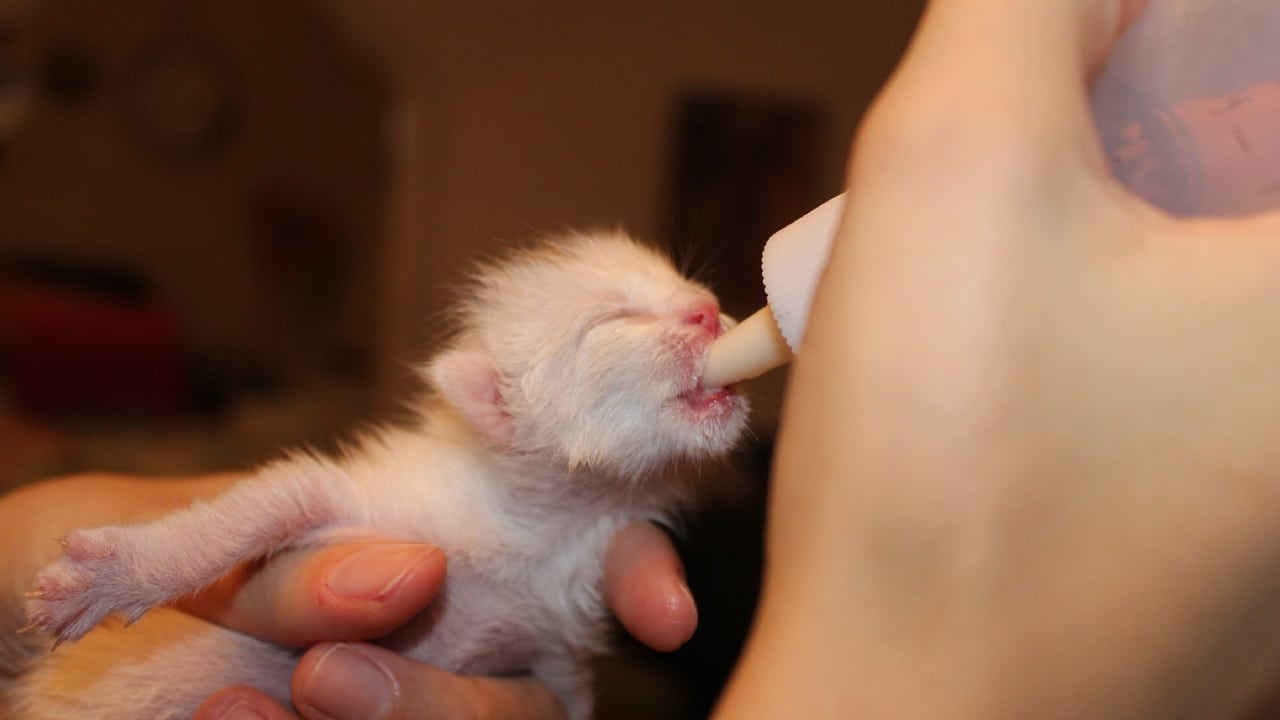 Cómo alimentar a un gato bebé