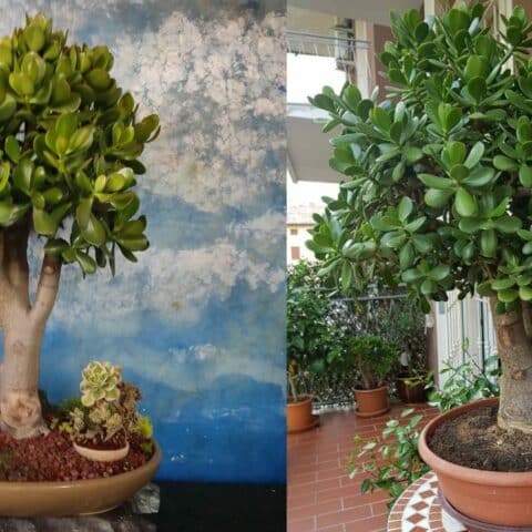 Cómo engrosar el tronco de un árbol de jade