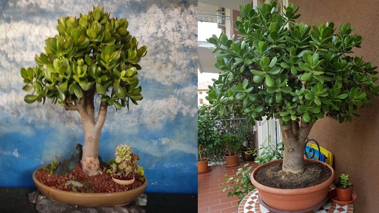 Cómo engrosar el tronco de un árbol de jade