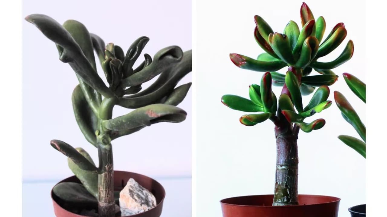 Cómo engrosar el tronco de un árbol de jade