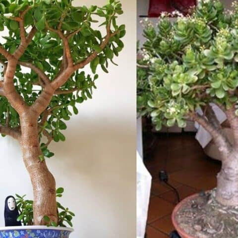 hacer crecer más rápido tu árbol de jade