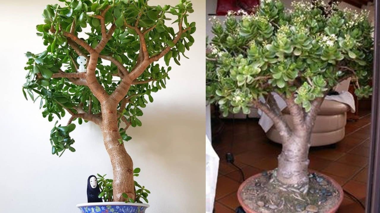 hacer crecer más rápido tu árbol de jade