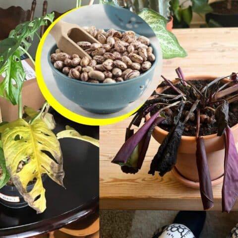 Fertilizante de frijol para plantas