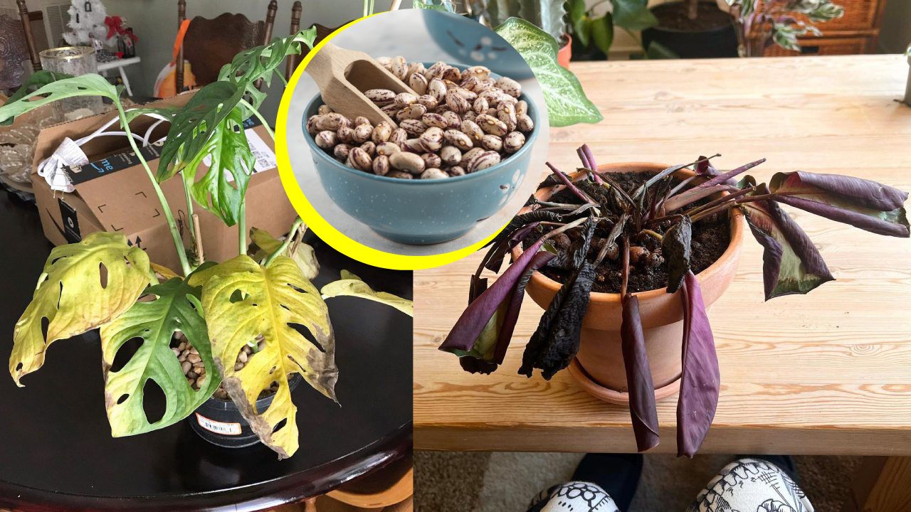 Fertilizante de frijol para plantas