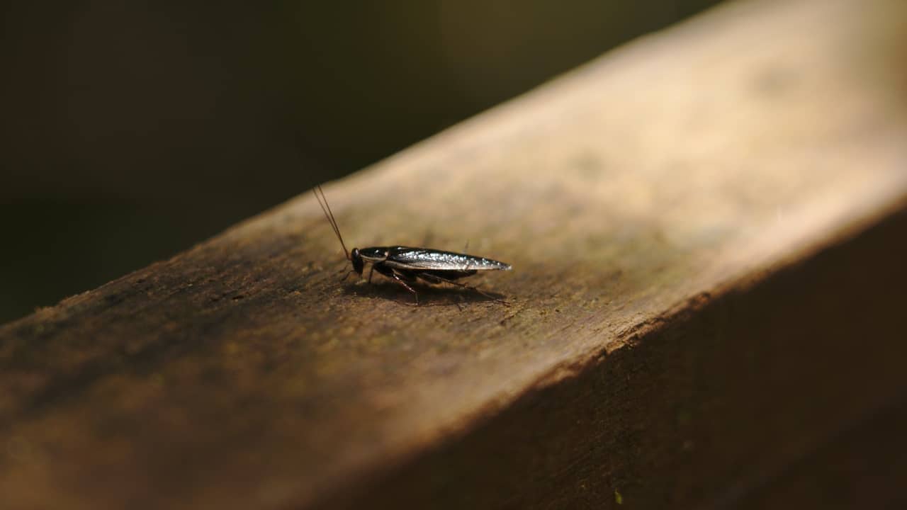 Cómo identificar si hay nidos de cucarachas 