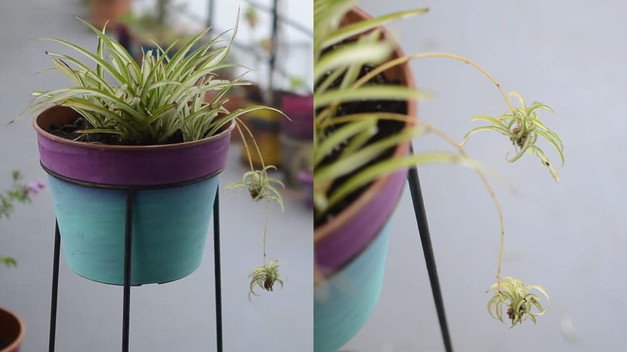 Cómo reproducir la planta cinta o lazo de amor