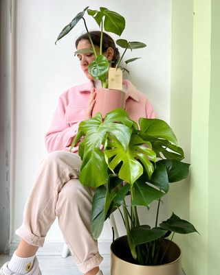 reproducir tu Monstera Deliciosa