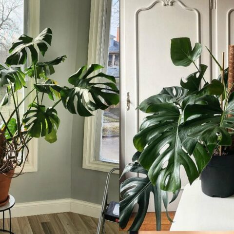 reproducir tu Monstera Deliciosa sin cortar sus hojas