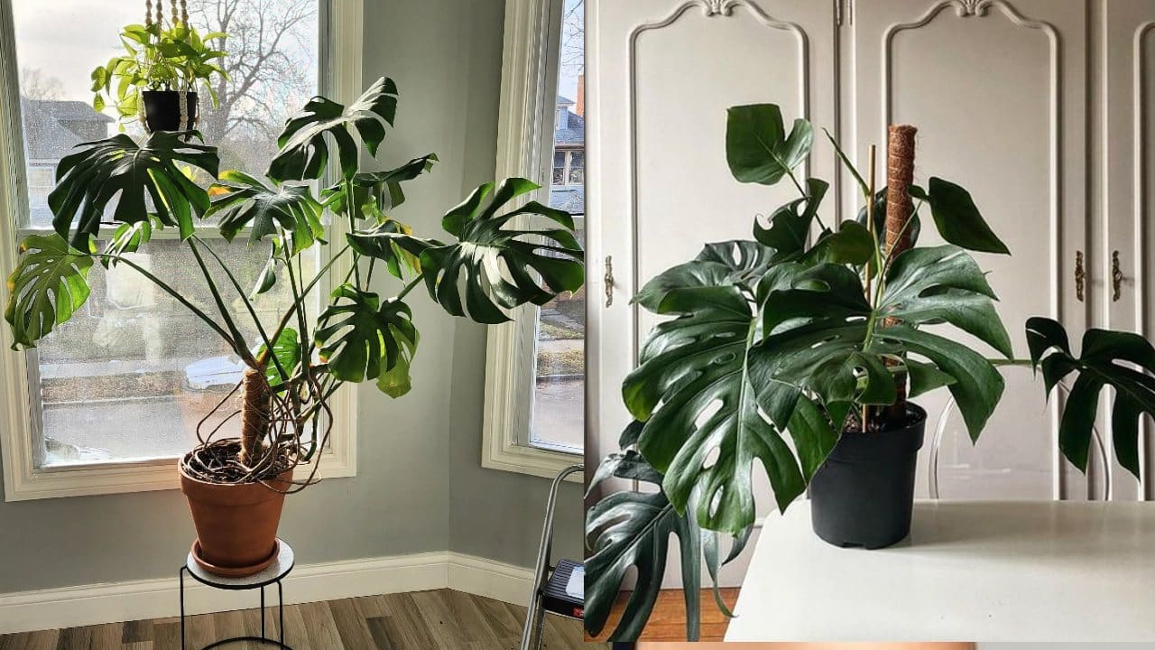 reproducir tu Monstera Deliciosa sin cortar sus hojas