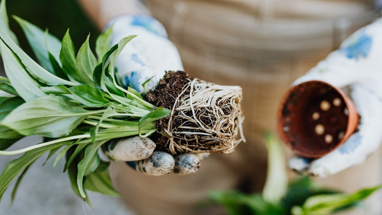 Cómo revivir una cuna de Moisés seca