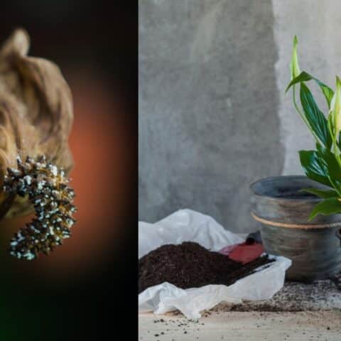 Cómo revivir una cuna de Moisés seca