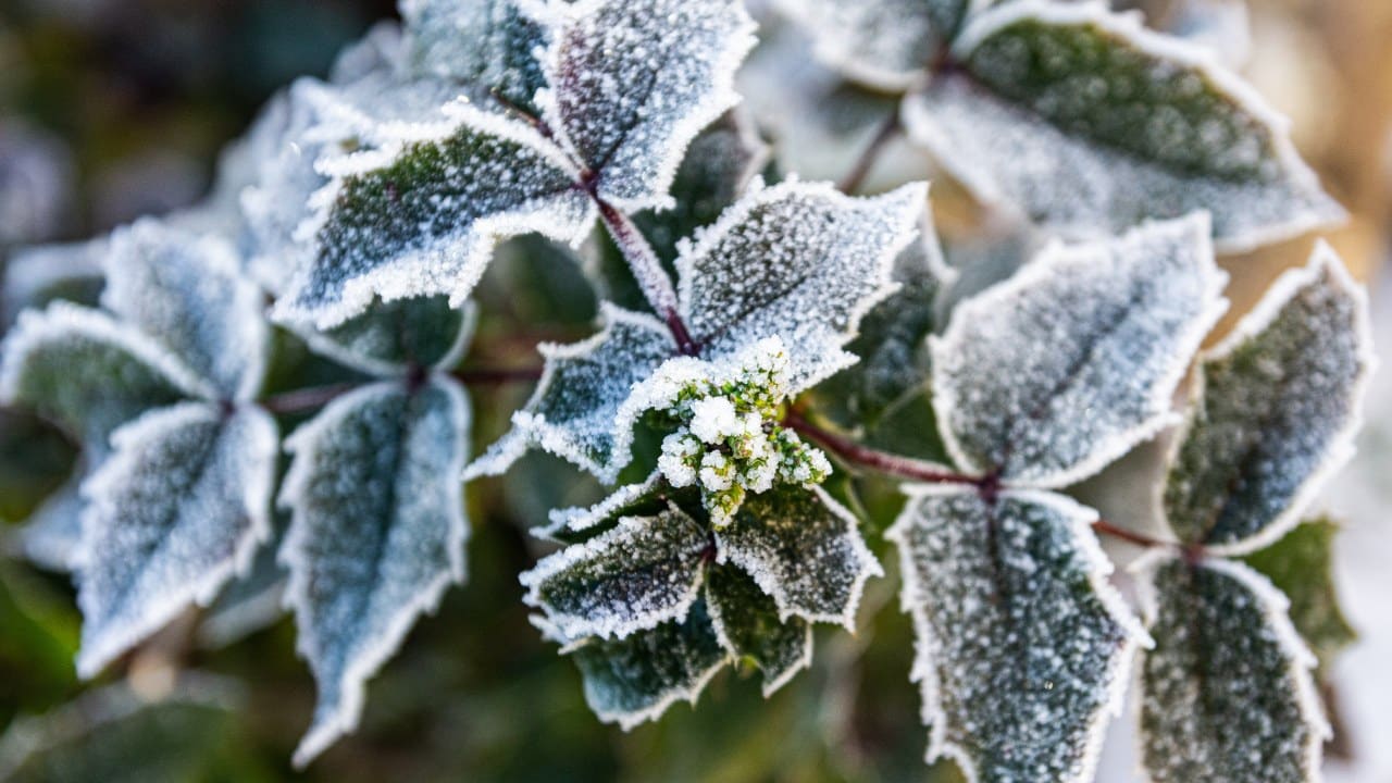 Cómo revivir una planta congelada