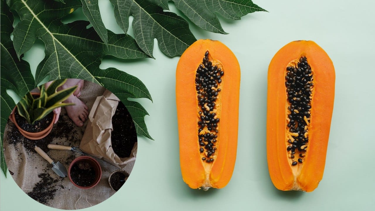 cáscaras de papaya