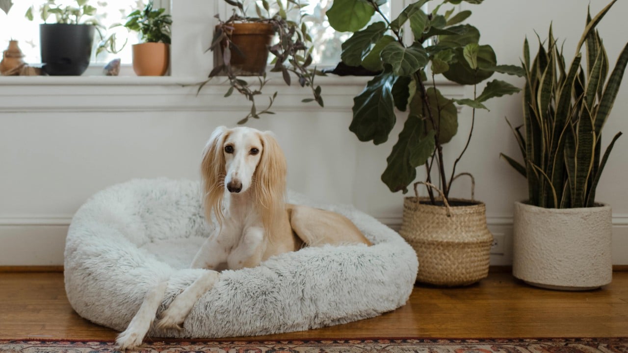 Lavar cobijas y cama de perro en la lavadora
