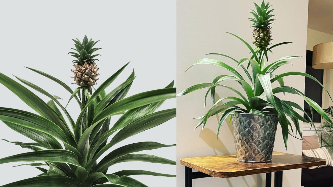 Planta para dejar de roncar