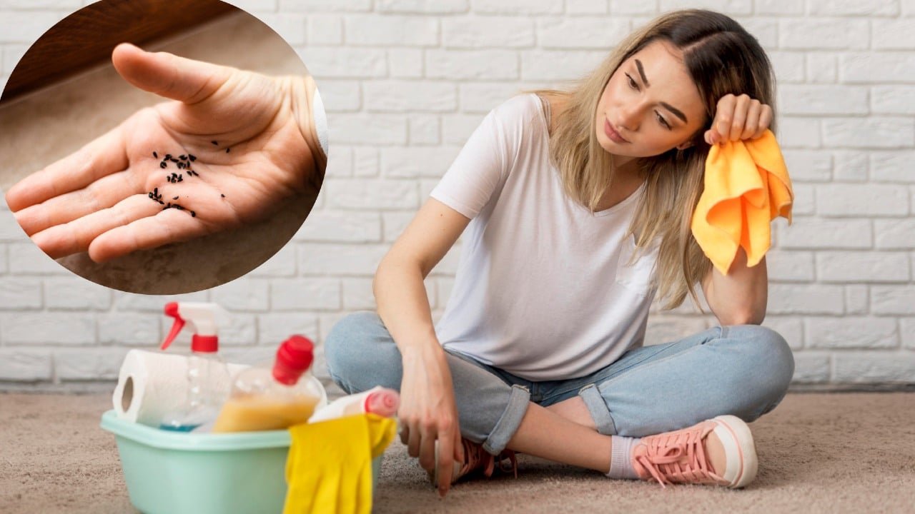 arañas se esconden en tu casa en invierno