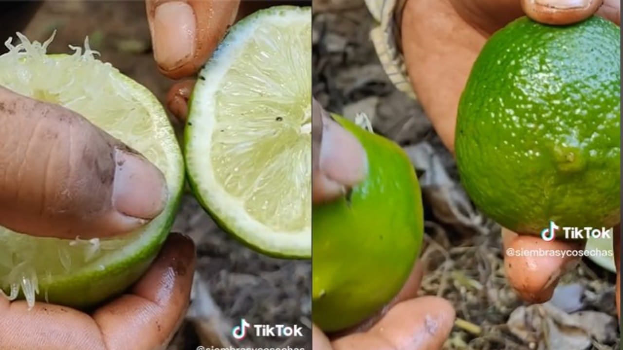 Cómo cortar los limones secos