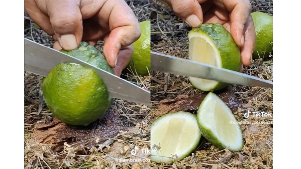 Cómo cortar los limones secos