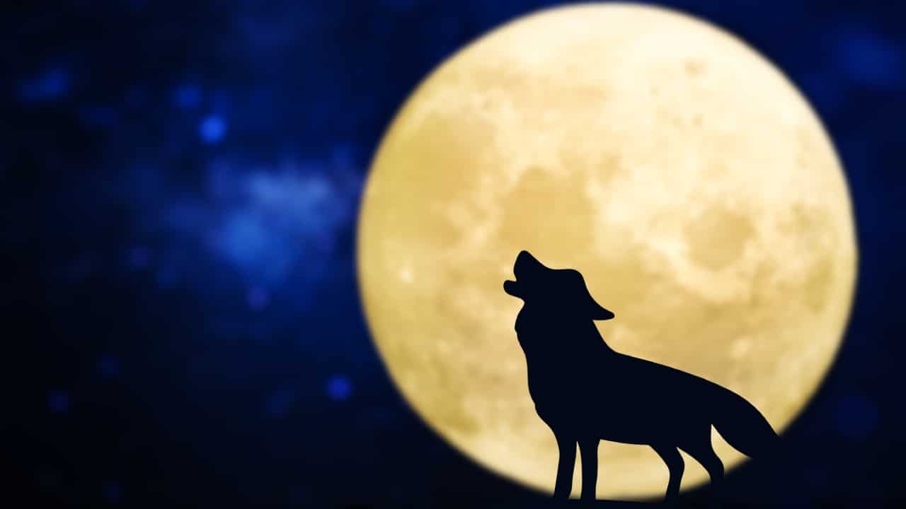 Luna de Lobo 2023