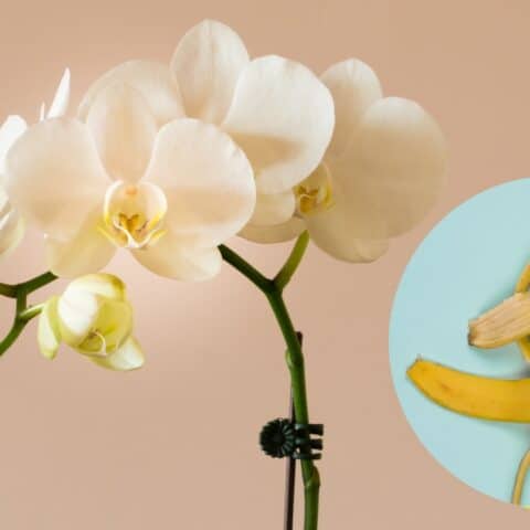 Plátanos para hacer florecer tus orquídeas