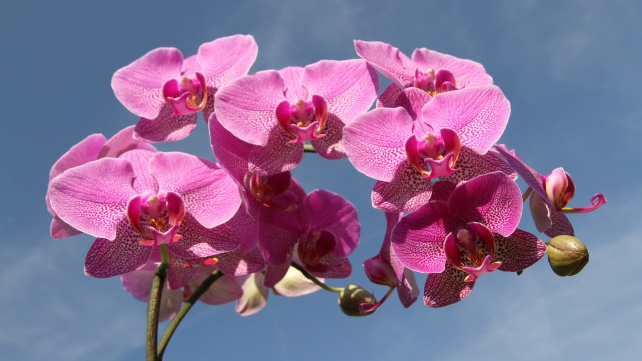 Plátanos para hacer florecer tus orquídeas