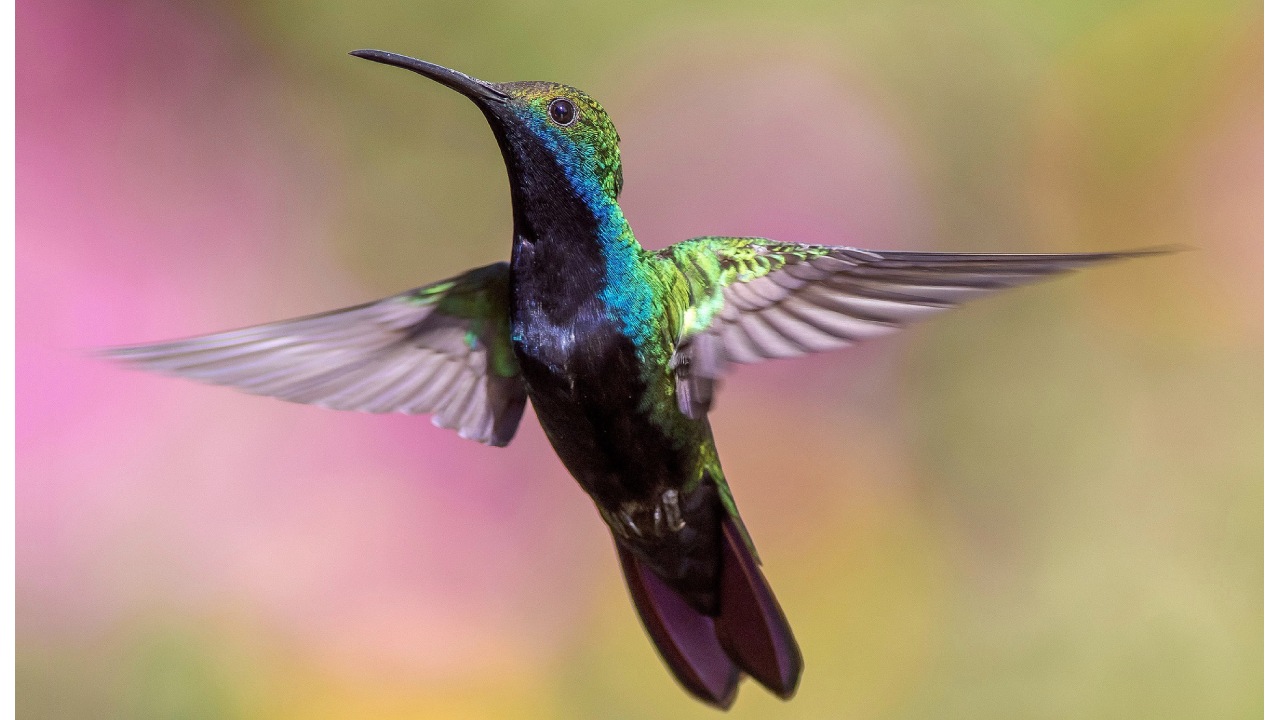 Son malos los bebederos para colibríes