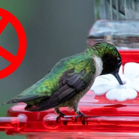 Son malos los bebederos para colibríes
