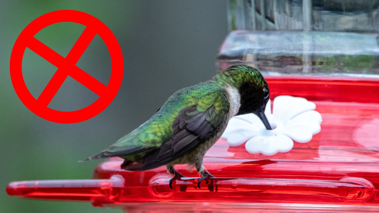 Son malos los bebederos para colibríes