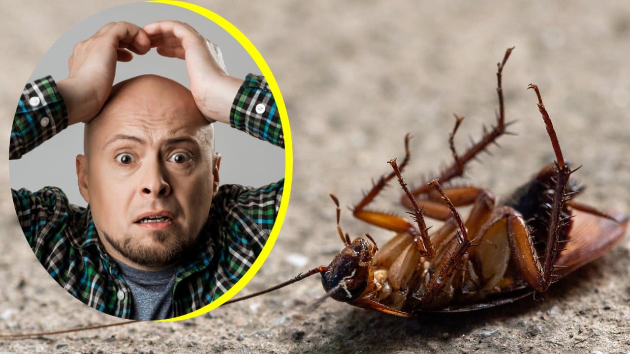 Remedios para eliminar cucarachas rápido